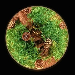 Li-Go 23654 - Fényerőszabályozható asztali dekoráció LED/12W/230V 20x22 cm moha