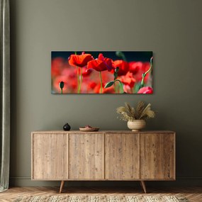 Kép - pipacsok (120x50 cm)