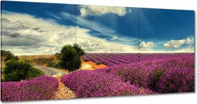 Festmények 120x60 Levendula tájkép