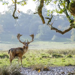 Poszter 80x80cm Szarvas a fa alatt, Assaf Frank