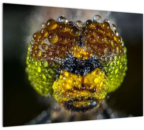 Részletes kép a rovar szemről (üvegen) (70x50 cm)