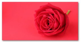 Akrilkép Vörös rózsa oah-77656963