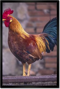 Poszterek keretben 40x60 Kakas Egy igazi harcos