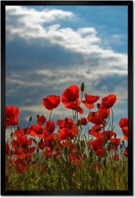 Poszterek keretben 40x60 Pipacs Virágok