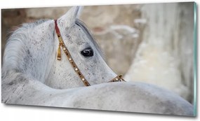 Fotó-üvegkép Fehér arab ló 125x50