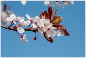 Poszterek 120x80 Tavaszi felvĂ©tel a kertbĆl