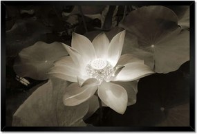 Poszter keretben 60x40 Lótusz lótuszvirág