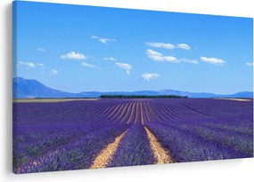 Kép - Levendula mező (90x60 cm)