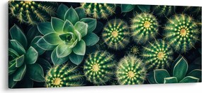 Kép - Kaktuszok (120x50 cm)