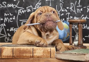 Fotótapéta Kutya Diák Tábla Könyv és humor Oktatás 300x210 +ragasztó