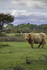 Poszter 20x30cm Tehén a faluban 3, Assaf Frank