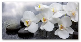 Akrilkép Orchidea oah-144310520