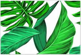 Poszterek 200x135 Zamatos Monstera Trópusok