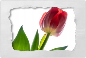 Poszter 90x60 Piros tulipĂĄn virĂĄg