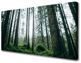 Vászonkép Természet Erdei fák 120x60 cm