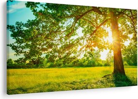 Kép - Sunny Forest (90x60 cm)