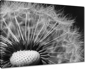 Vászonkép 70x50 Pitypang Virág Virágok