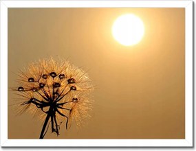 Poszterek keretben 40x30 Pitypang Virág Virágok