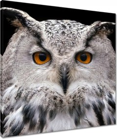 Vászonkép 50x50 Szibériai pihe-puha bagoly