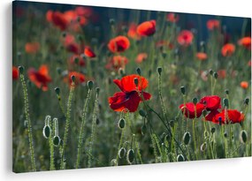 Kép - Rét mák virággal (90x60 cm)