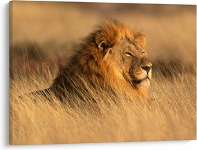 Kép - Etosha Nemzeti Park (70x50 cm)