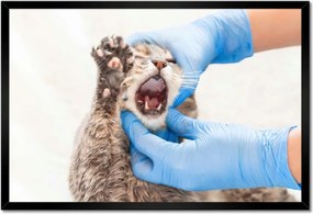 Poszterek keretben 60x40 Állatgyógyászat