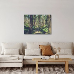 Kép egy út a fák között (70x50 cm)