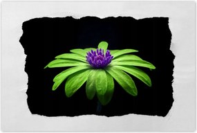 Poszterek 90x60 Lime szirmok