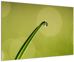 Víz csepp a fűben képe (90x60 cm)
