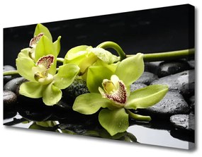 Vászonkép Virág orchidea növény 100x50 cm