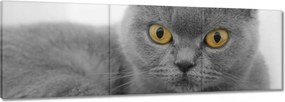 Vászonkép 120x40 Szürke brit cica