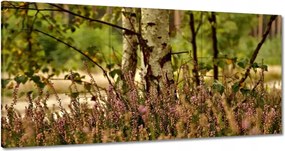 Vászonkép 180x90 Nyírfa a hangák között Erdő