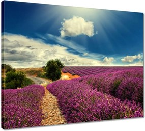 Vászonkép 50x40 Levendula tájkép
