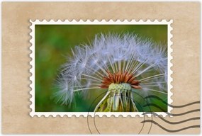 Poszterek 90x60 Pitypang Virág Virágok