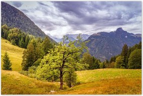 Poszterek 120x80 Fa az égig