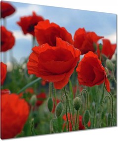 Vászonkép 90x90 Mezei pipacsok az égbolt hátterében