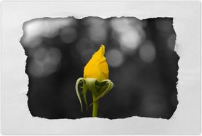 Poszterek 90x60 Sárga rózsa