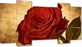 Képek 120x65 Rózsa a háttérben szépia