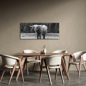 Kép - Skót tehén 3, fekete-fehér (120x50 cm)