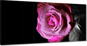 Vászonkép 120x60 Lila rózsa