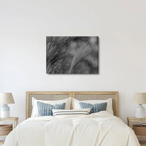 Kép - Szárított pampafű (70x50 cm)