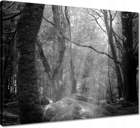 Vászonkép 50x40 Rejtélyes erdő Sugárzás