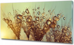 Fotó üvegkép Pitypang magok 100x70