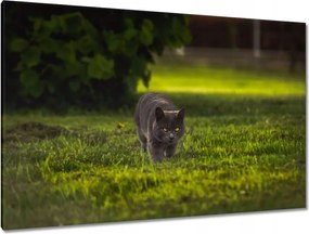 Képek 120x80 Cica Cicák