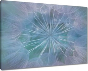 Vászonkép 70x50 Pitypang Virág Virágok