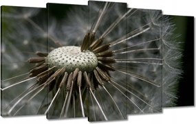 Képek 100x60 Pitypang belülről