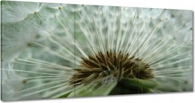 Vászonkép 120x60 Pitypang Virág Virágok