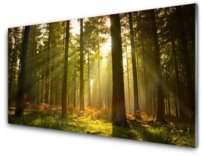 Üvegfotó Természet Erdei fák 100x50 cm