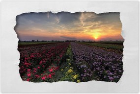 Poszterek 90x60 Nyugat a virágmezőn