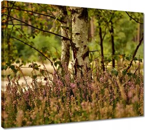 Vászonkép 50x40 Nyírfa a hangák között Erdő